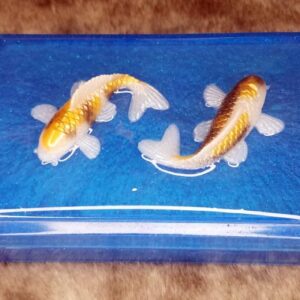 Slide box